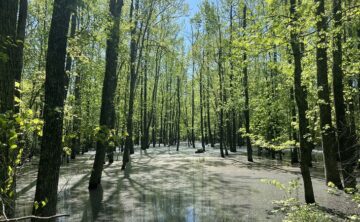 Large Trees