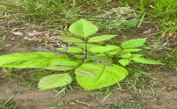 Small Trees