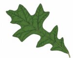 Overcup Oak Tree