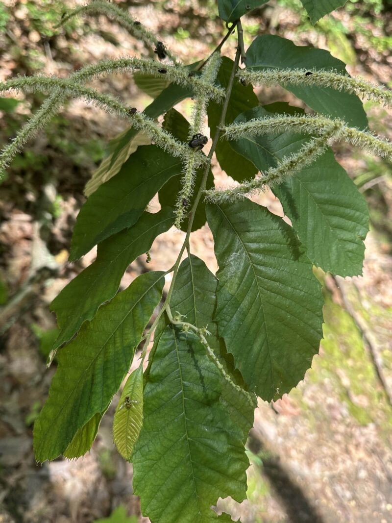 American Chinquapin Tree