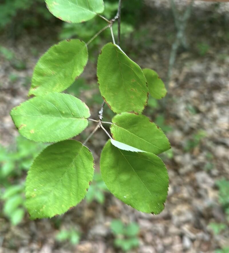 Common Serviceberry