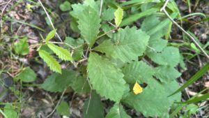 Swamp Chestnut Oak Tree