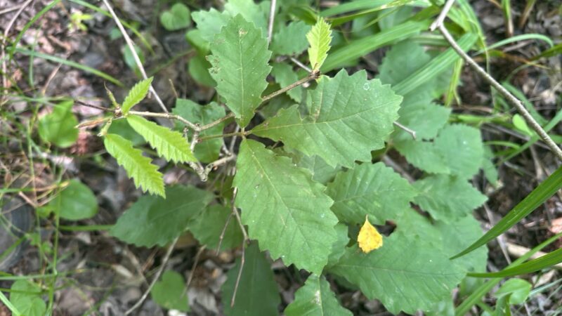 Swamp Chestnut Oak Tree